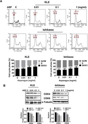 Asparagus officinalis L. extract exhibits anti-proliferative and anti-invasive effects in endometrial cancer cells and a transgenic mouse model of endometrial cancer